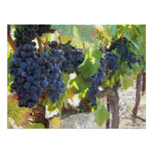 New graduate program for winemakers